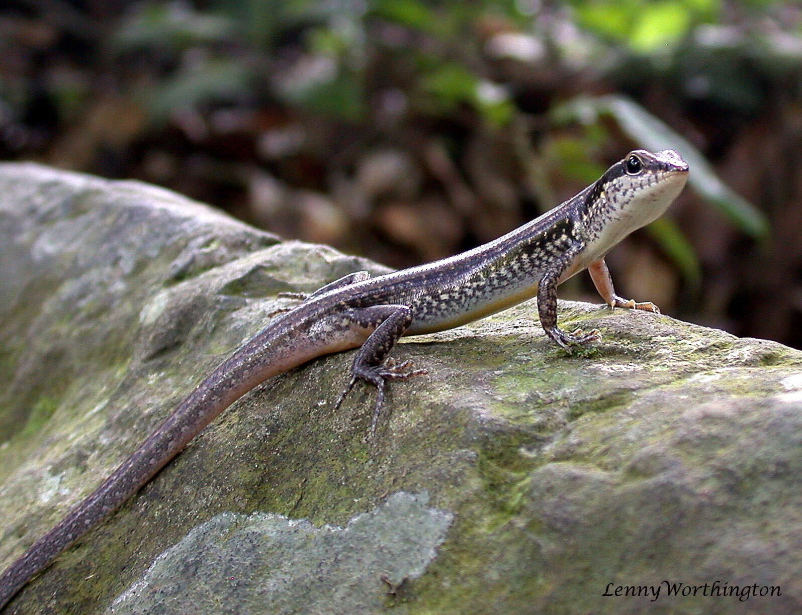 Sphenomorphus maculatus (Blyth 1853) resmi