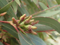 Image of Jerdacuttup Mallee