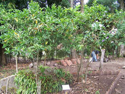 Image of largeflower brunfelsia