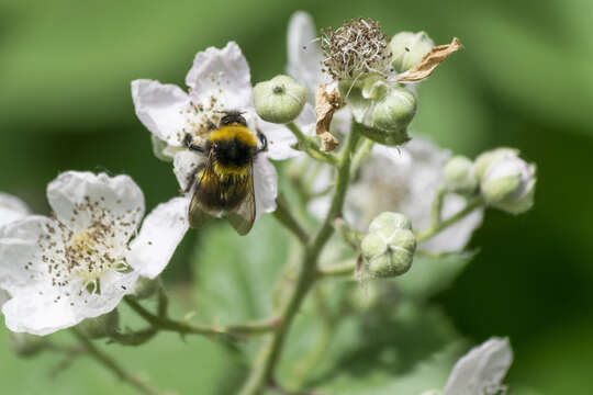 Image of Small garden bumblebee