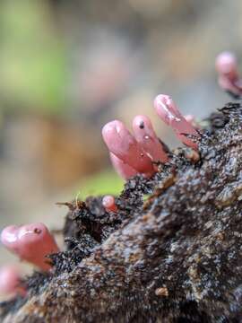 Image of Ascocoryne sarcoides (Jacq.) J. W. Groves & D. E. Wilson 1967