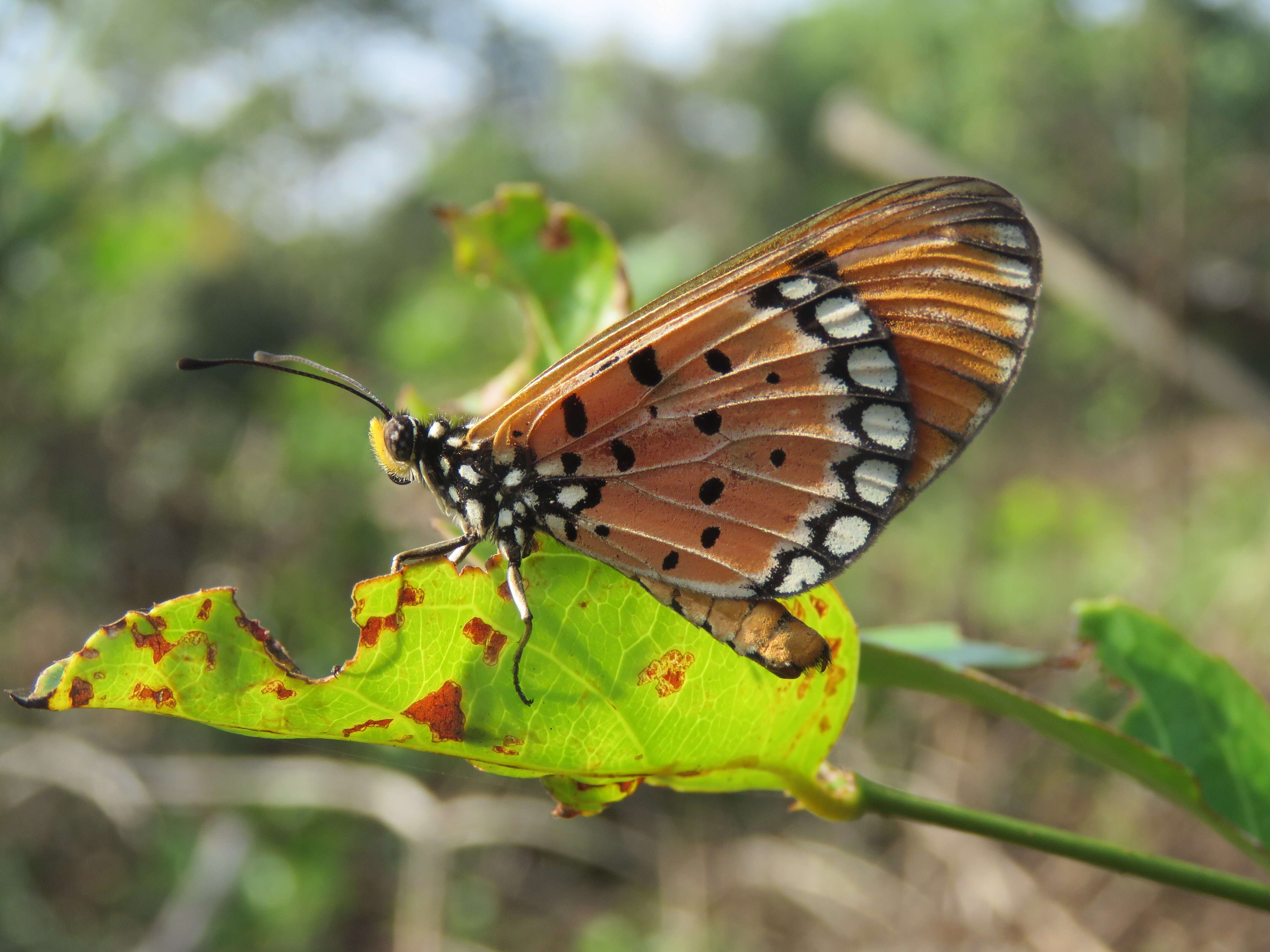 Image of Acraea terpsicore