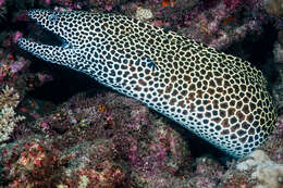 Image of honeycomb moray