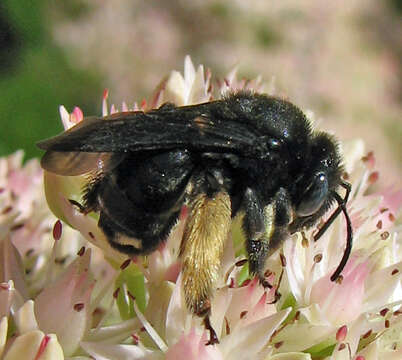 Image de Melissodes bimaculatus (Lepeletier 1825)