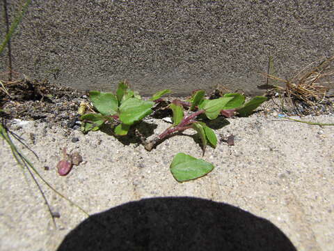 Imagem de Ageratina adenophora (Spreng.) R. King & H. Rob.