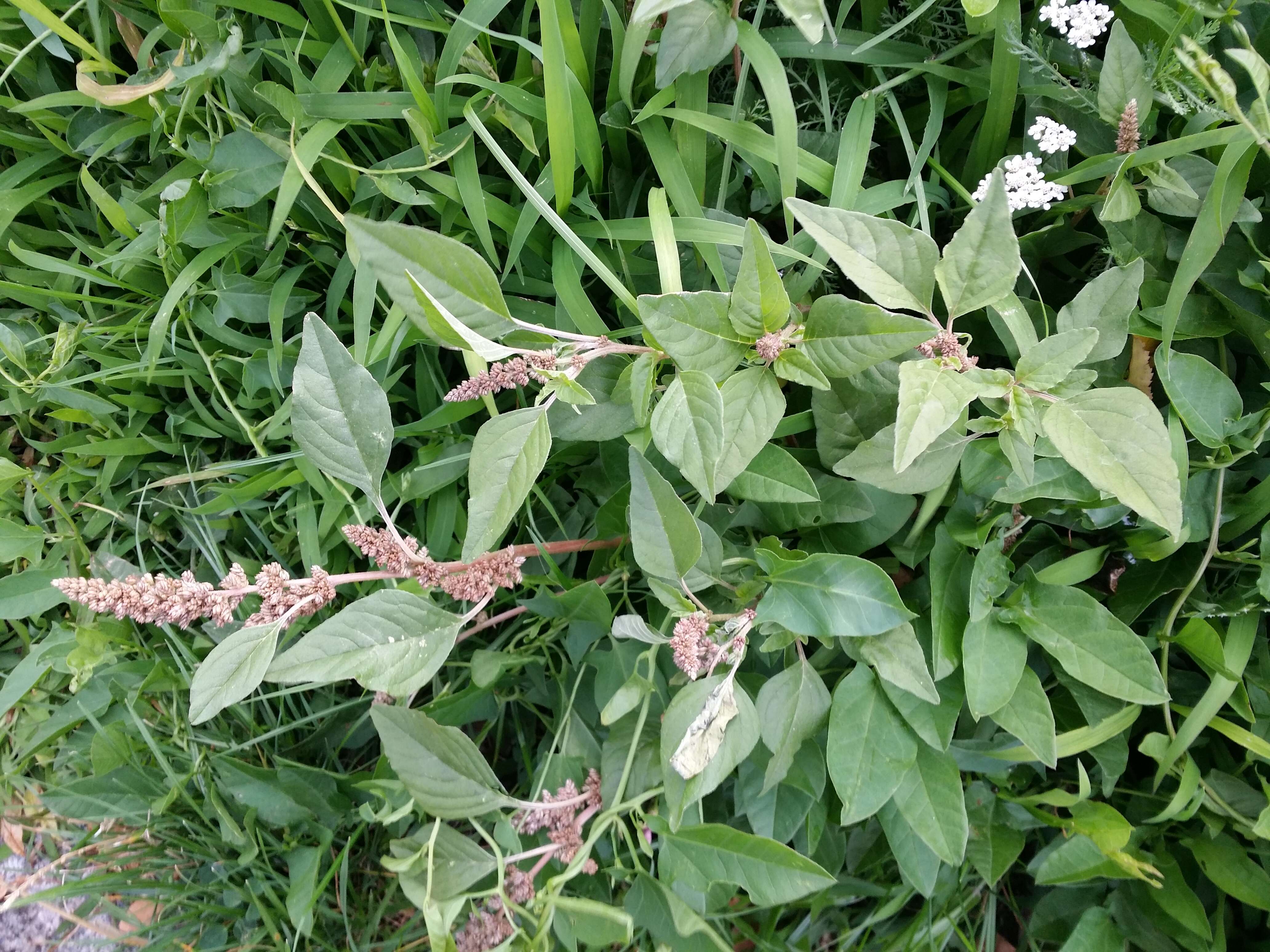 Image of largefruit amaranth