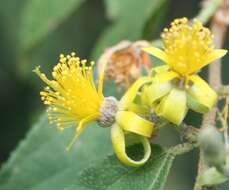 Image de Grewia flavescens Juss.