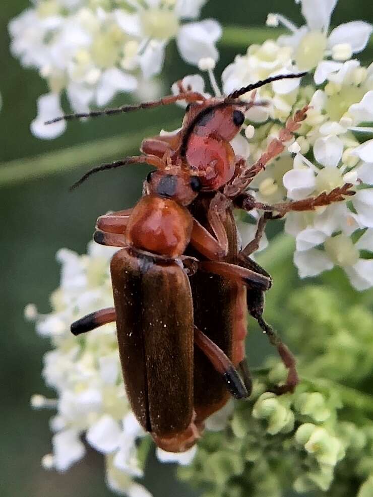 Image of Cantharis livida