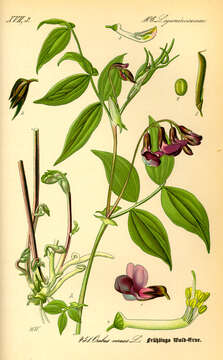 Image of spring pea