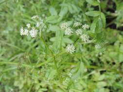 Image of Fool's-Watercress