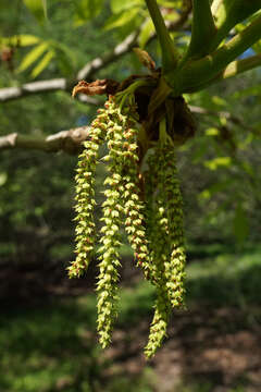 Image of shellbark hickory