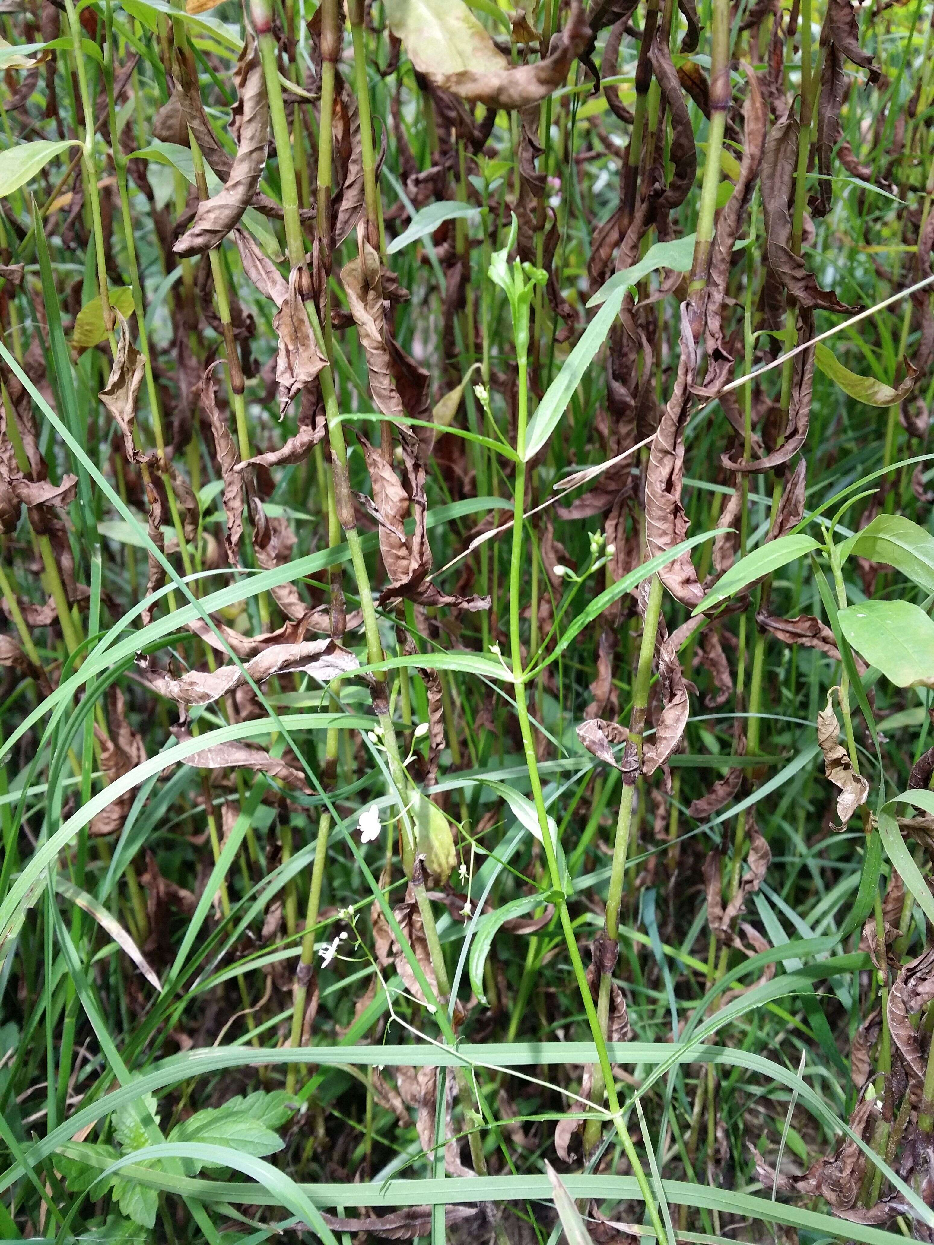 Image of Marsh Speedwell