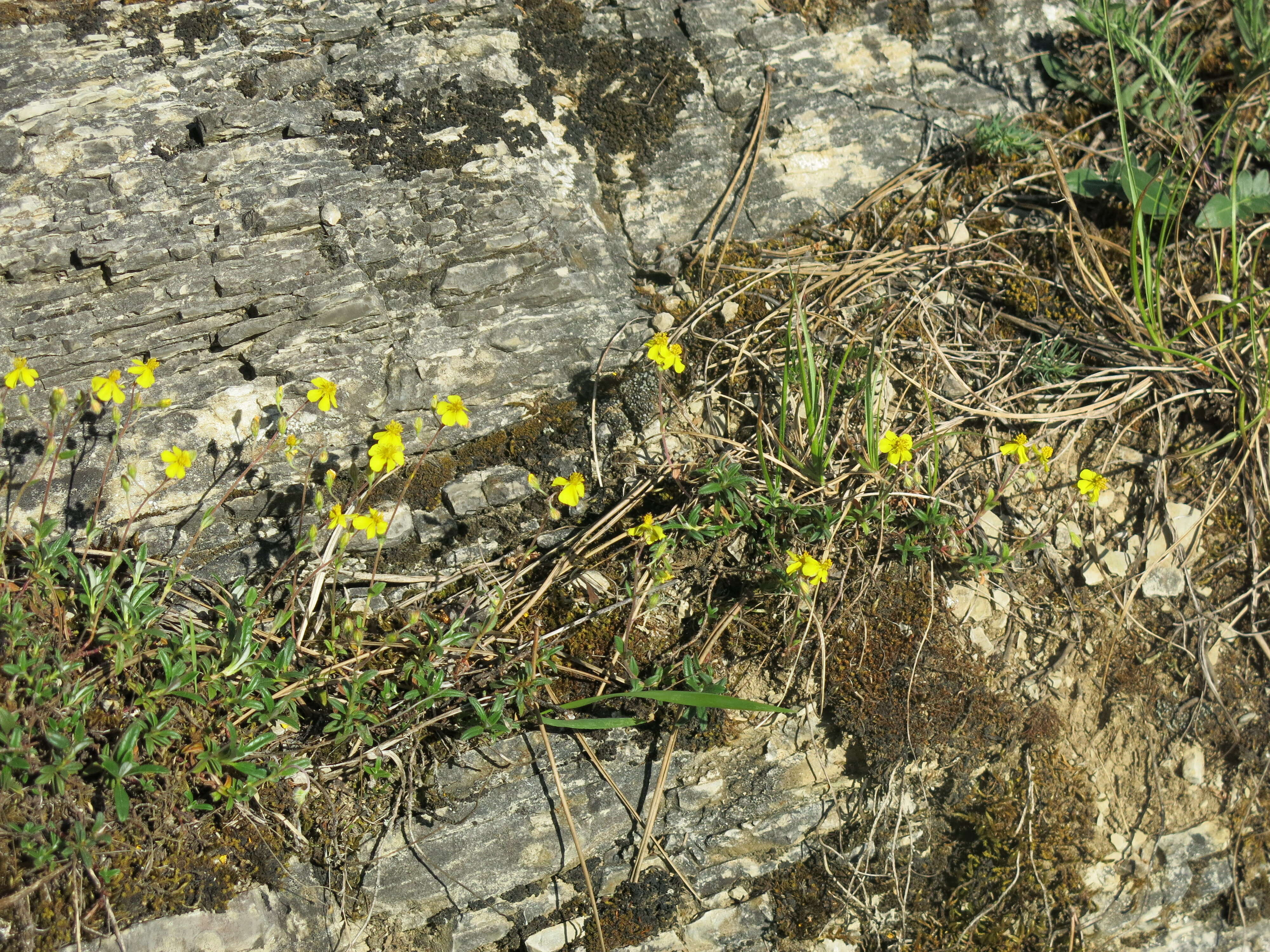 Image of Common Rock-rose