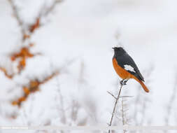 Image of Güldenstädt's Redstart