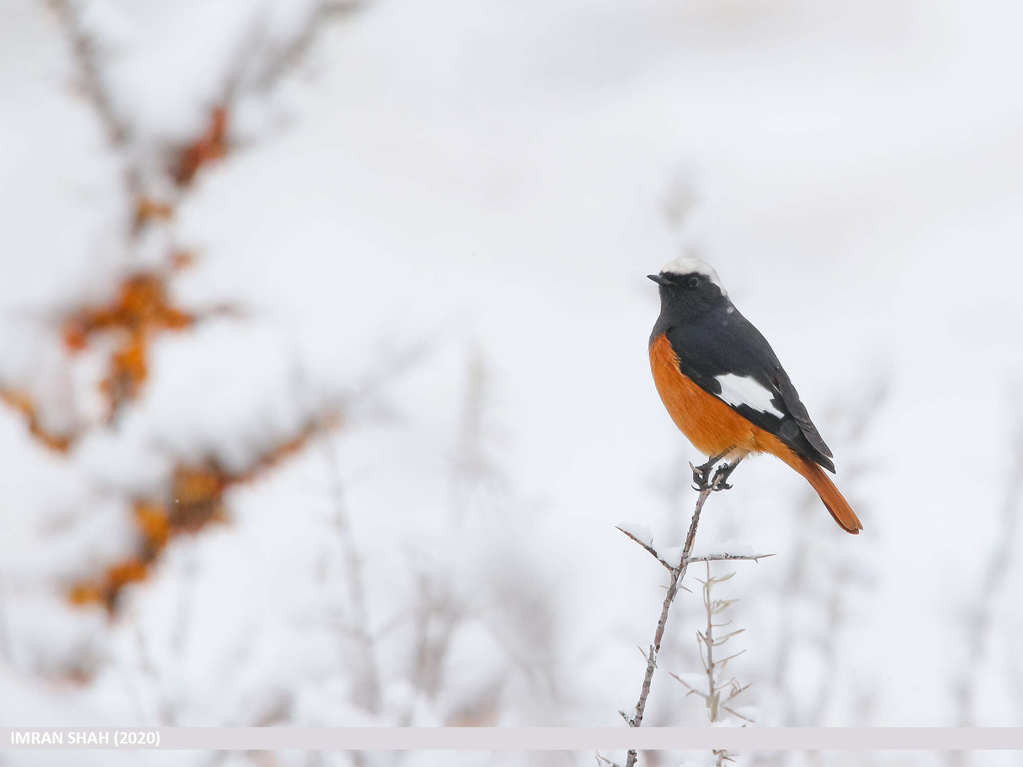 Image of Güldenstädt's Redstart