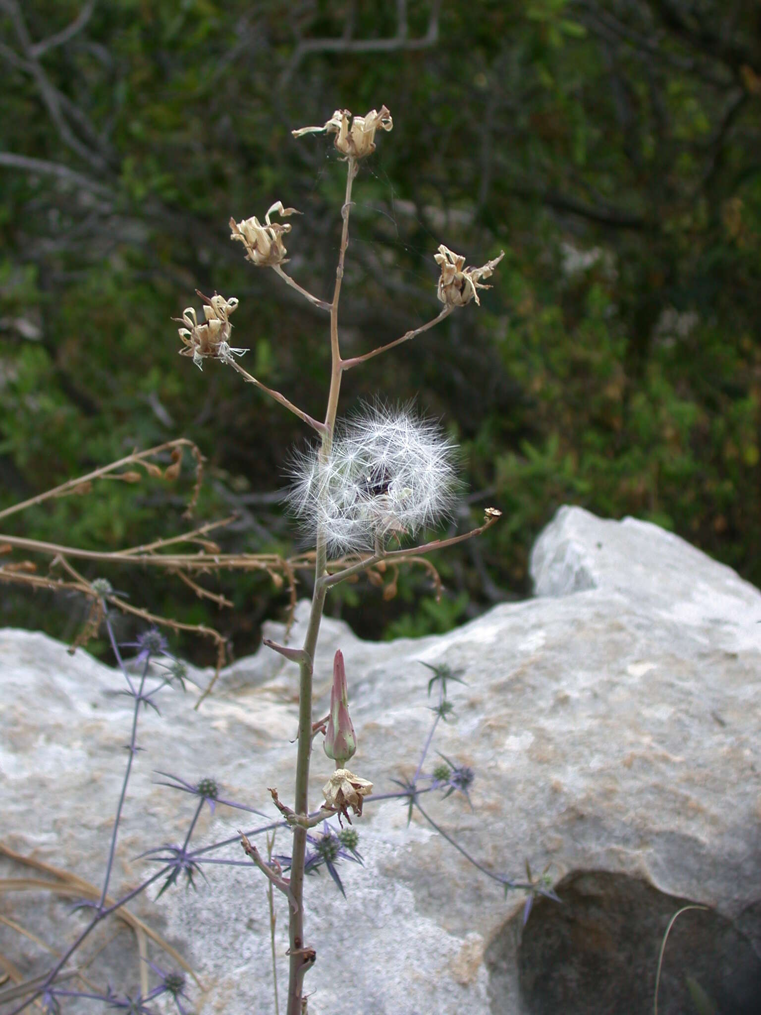 Image of Lactuca tuberosa Jacq.