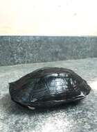 Image of Indian black turtle