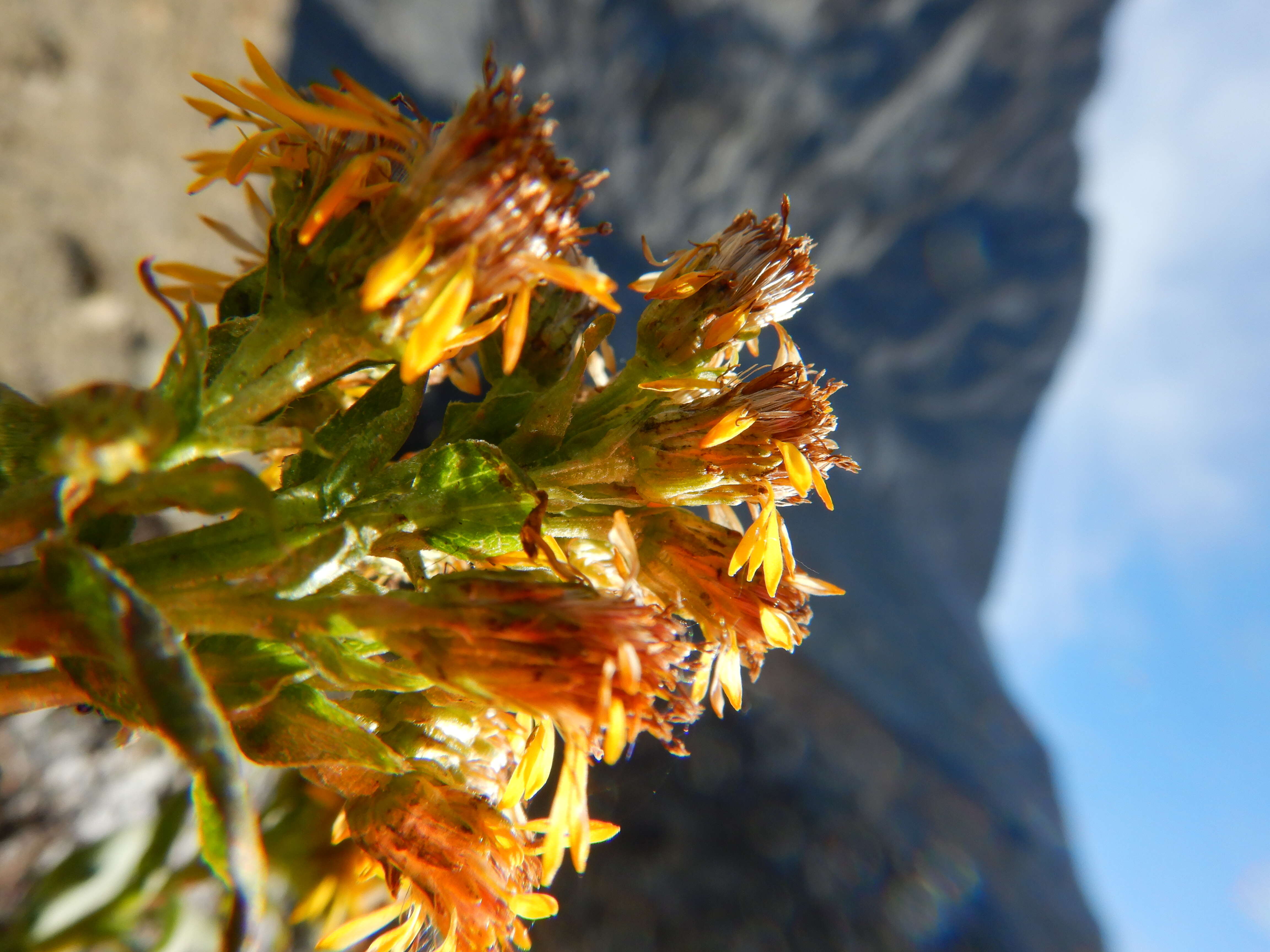 Image of Rocky Mountain goldenrod