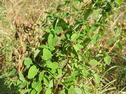 Image of spotted St. Johnswort