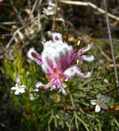 Image of Kraaifontein Spiderhead