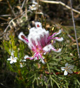 Imagem de Serruria furcellata R. Br.