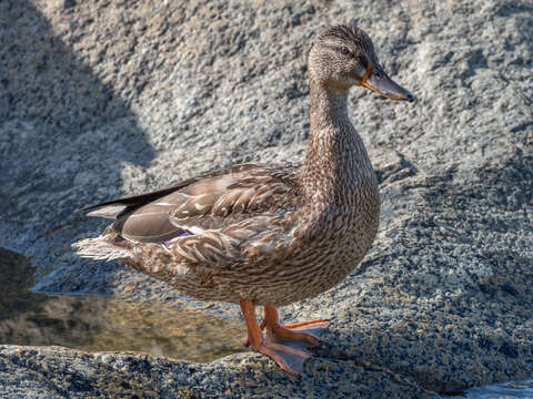 Image of Common Mallard