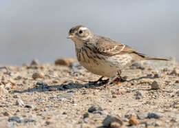 Image of American Pipit