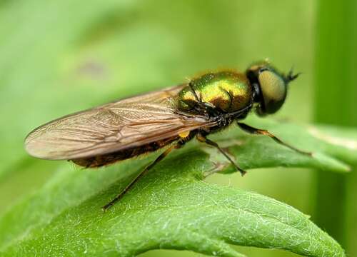 Sivun Chloromyia formosa (Scopoli 1763) kuva