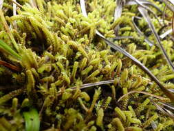 Image of paludella moss