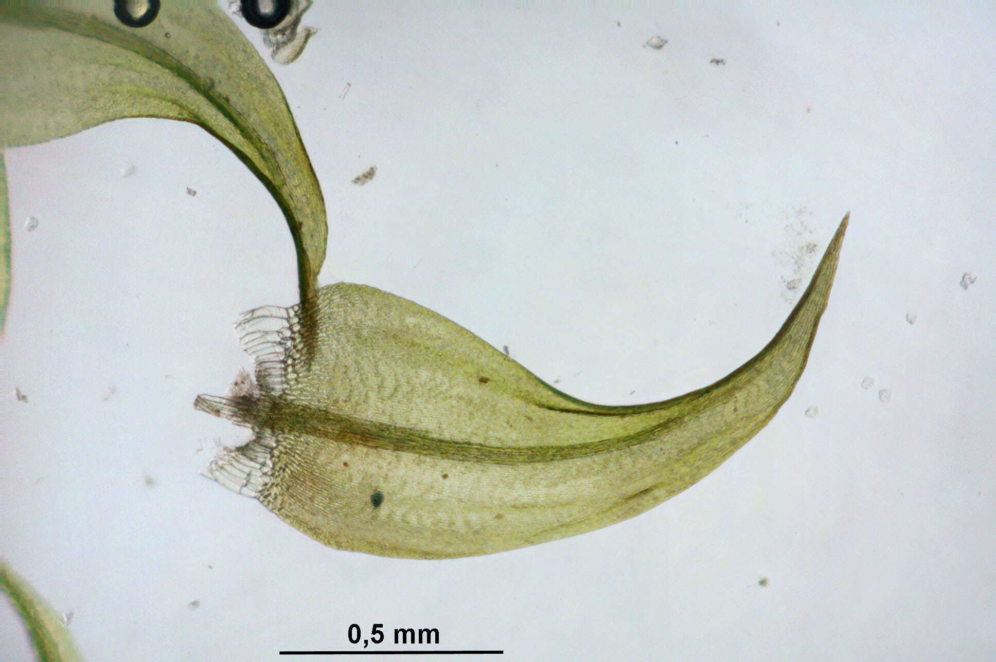 Слика од Warnstorfia exannulata Loeske 1907