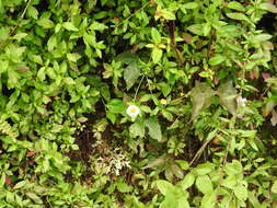 Image of Latin American Fleabane