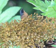 Image of Black-eared Hemispingus