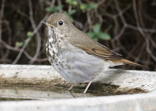 Image of Hermit Thrush