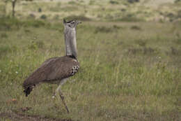 Image of Kori Bustard