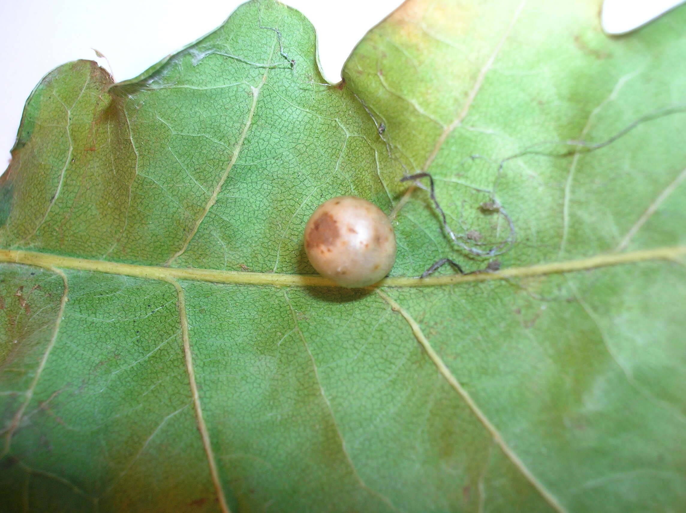 Image of Red-pea gall