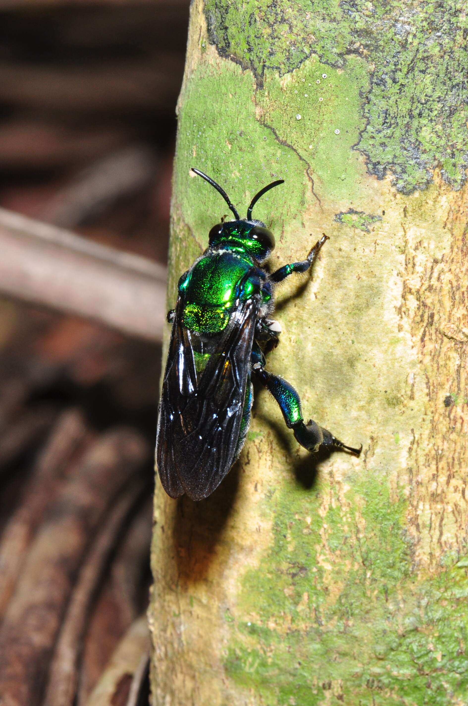 Image of orchid bee