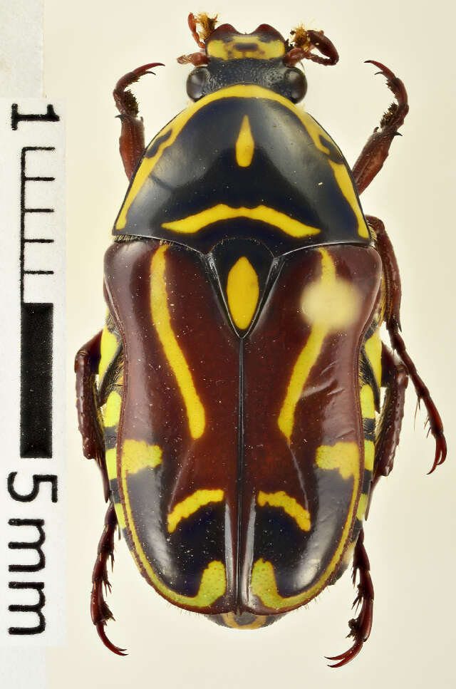 Image of Fiddler Beetle