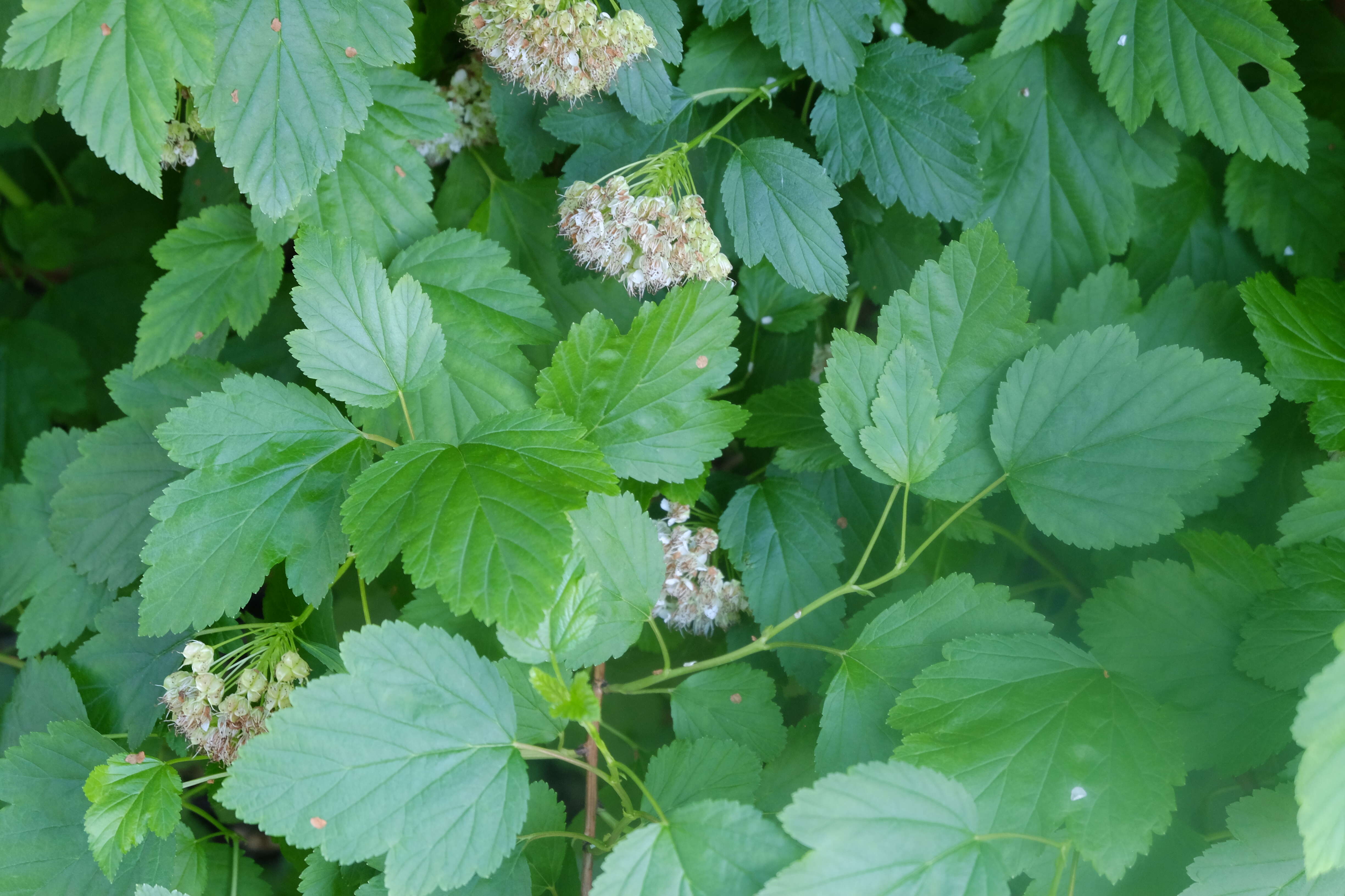 Plancia ëd Physocarpus opulifolius (L.) Maxim.