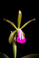 Imagem de Cattleya dormaniana (Rchb. fil.) Rchb. fil.