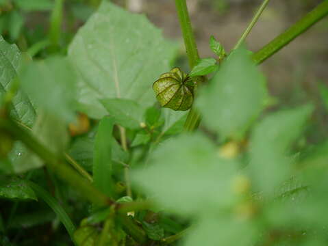 Image of cutleaf groundcherry