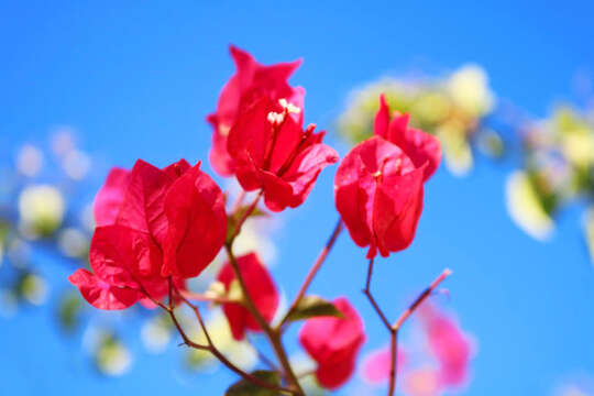 Слика од Bougainvillea