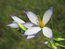 Image of Exacum tetragonum Roxb.