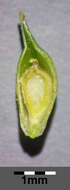 Image of Carex viridula