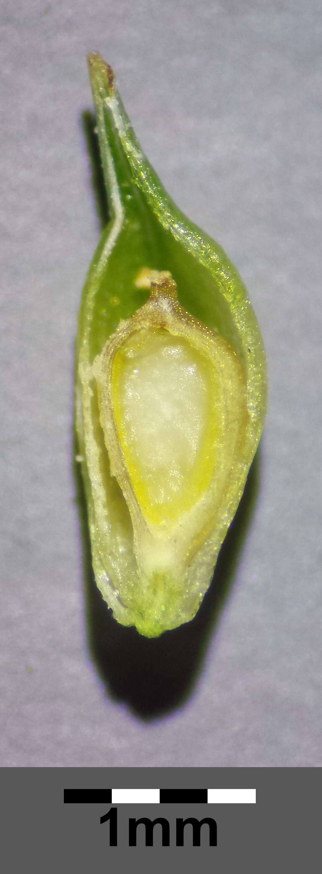 Image of Carex viridula