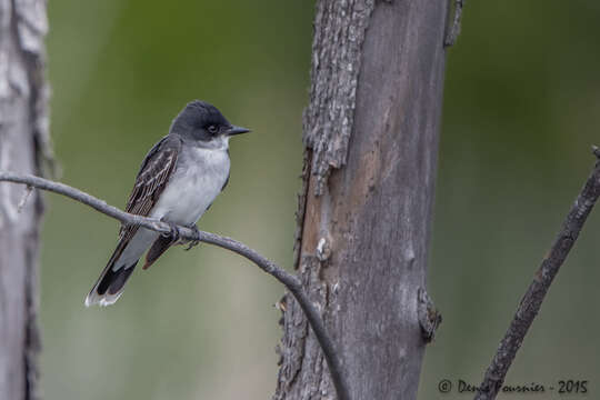 Image of Eastern Kingbird