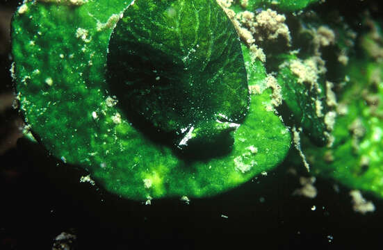 Image of Halimeda tuna