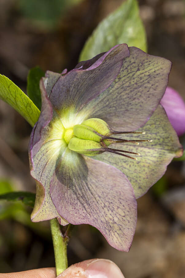 Image of lenten-rose