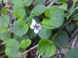 Image of marsh violet