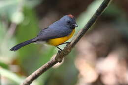 Image of Slate-throated Whitestart