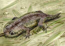 Image of Lissamphibia